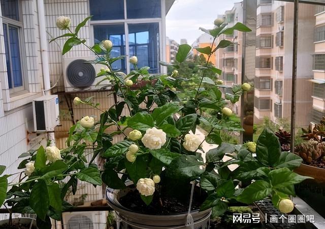 此花颜值出众芬芳威客电竞馥郁花期长可盆栽养花首选(图6)