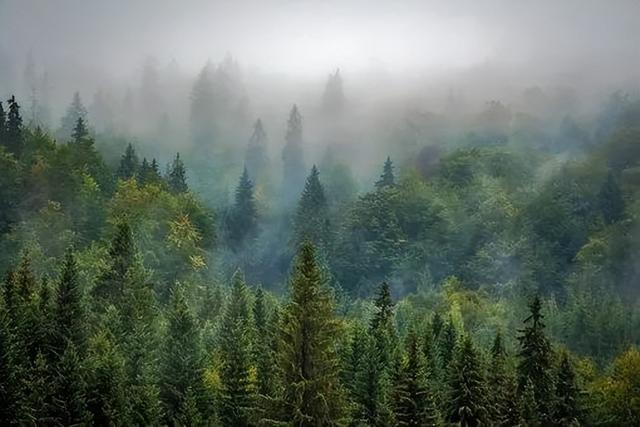 植物种威客电竞植潜规则给园林景观专业的同事备着(图3)