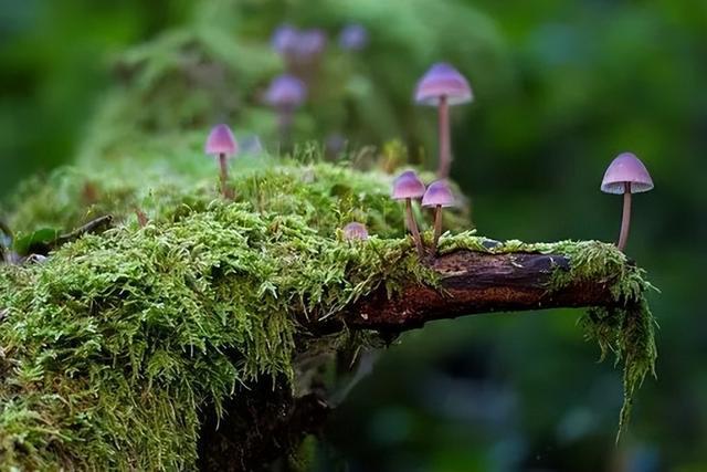 植物种威客电竞植潜规则给园林景观专业的同事备着(图2)