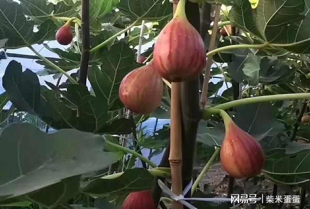 想吃无花果不用出去买试试在家盆栽做好这几点就可以威客电竞(图7)