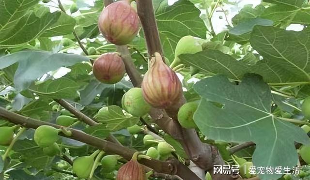 想吃无花果不用出去买试试在家盆栽做好几点果子多威客电竞到吃不完(图2)