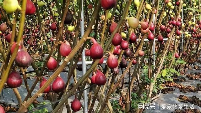 想吃无花果不用出去买试试在家盆栽做好几点果子多威客电竞到吃不完(图7)