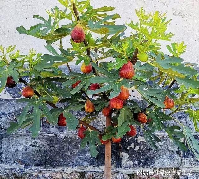 想吃无花果不用出去买试试在家盆栽做好几点果子多威客电竞到吃不完(图5)