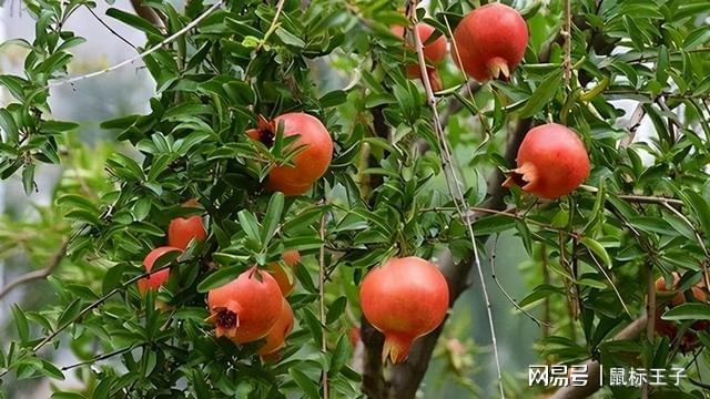 威客电竞花艳果大的石榴盆栽养护做好这4点开花多结果多能看又能吃(图4)