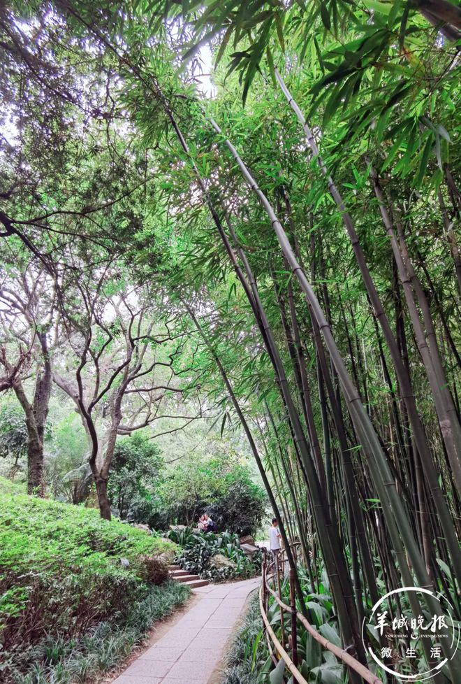 媲美苏式园林！藏在广州闹市的绿威客电竞野仙踪人少还景美(图8)