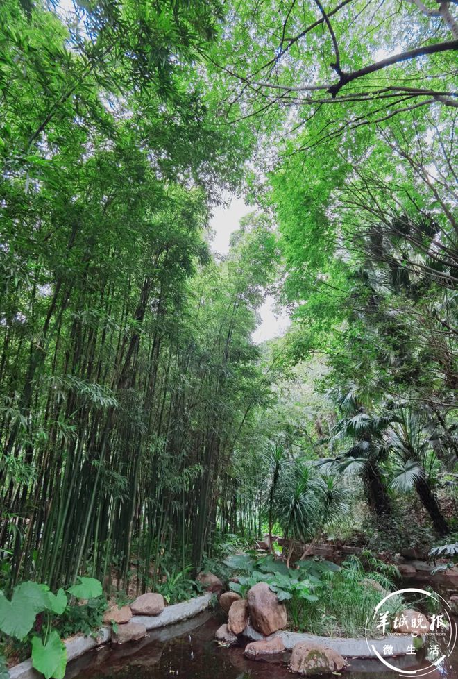 媲美苏式园林！藏在广州闹市的绿威客电竞野仙踪人少还景美(图9)