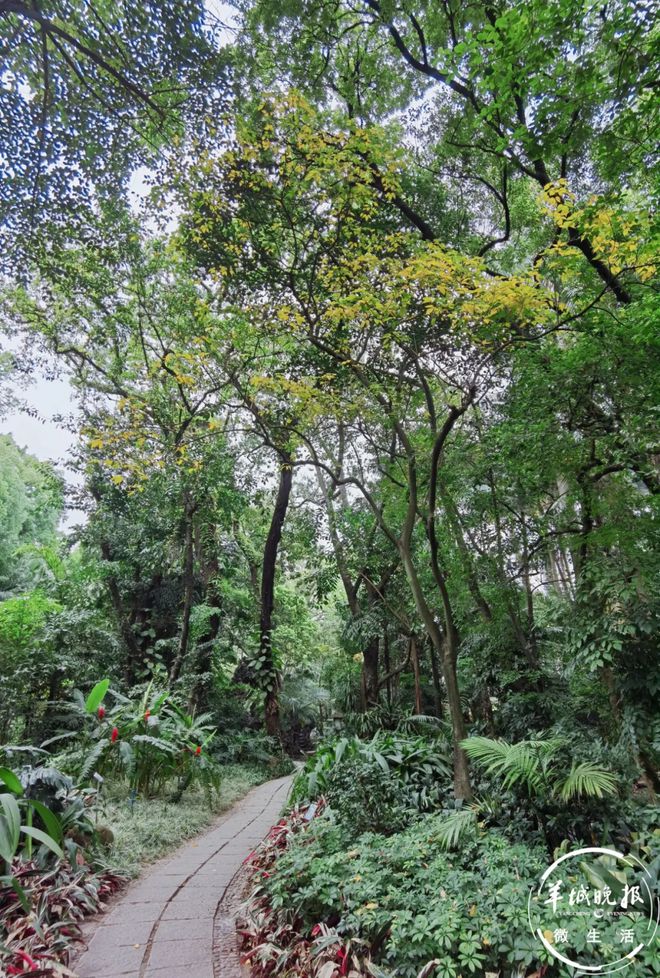 媲美苏式园林！藏在广州闹市的绿威客电竞野仙踪人少还景美(图13)