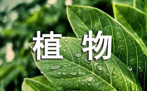 威客电竞盆栽植物养殖方法(图1)