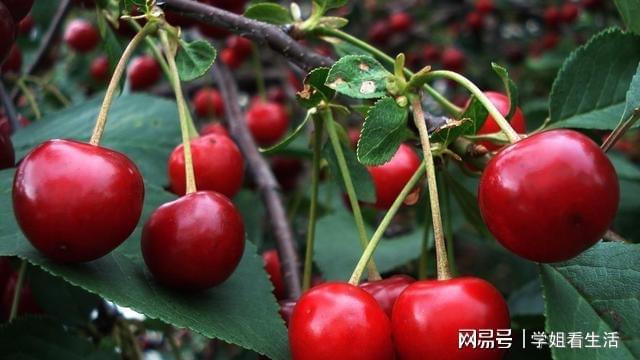 威客电竞车厘子盆栽种植养护方法学会简单3点成熟时结果特别多(图3)