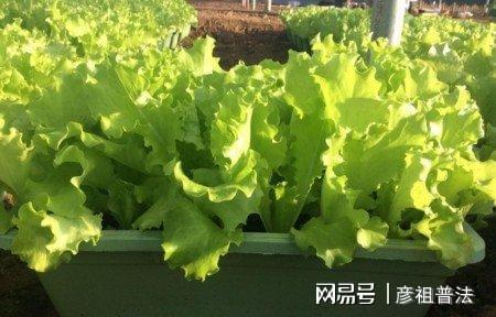 威客电竞6种“大叶菜”盆栽“长得快”耐寒不怕冷寒冬腊月吃不败(图10)