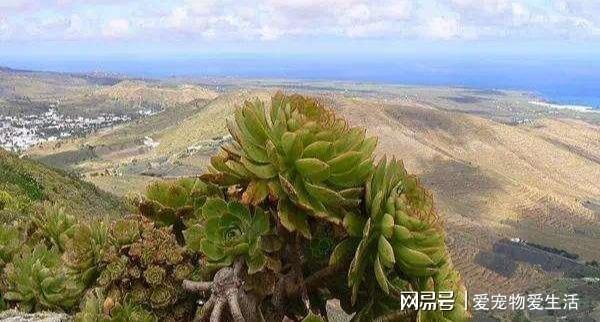 野外4种“野盆栽”随便威客电竞挖回家一棵漂亮无比省下买花钱(图1)