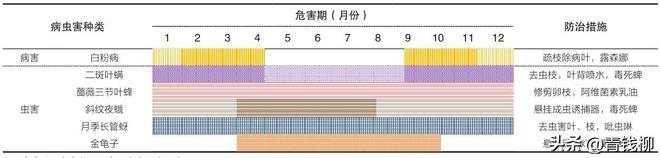 丰花威客电竞月季新品种——‘深圳红’的栽培管理及园林应用(图3)