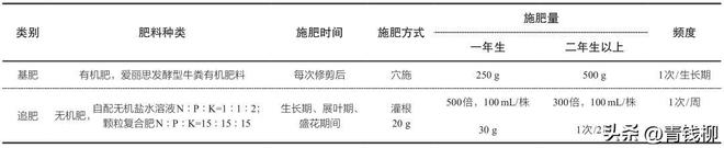 丰花威客电竞月季新品种——‘深圳红’的栽培管理及园林应用(图2)