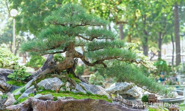 现实中的中国盆景复苏之路还有多远才能威客电竞重新走向辉煌(图2)