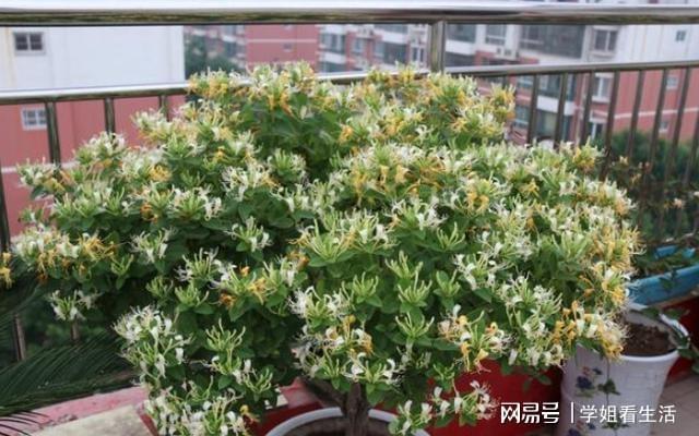 3种植物一修剪、打磨身价呼呼往上涨可当做“传家宝”威客电竞(图3)