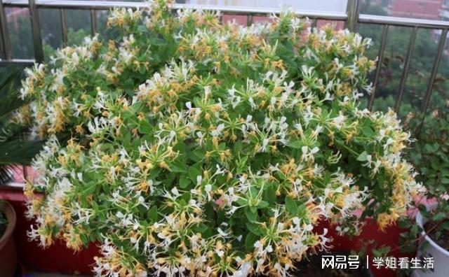 3种植物一修剪、打磨身价呼呼往上涨可当做“传家宝”威客电竞(图1)