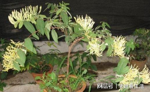 3种植物一修剪、打磨身价呼呼往上涨可当做“传家宝”威客电竞(图2)