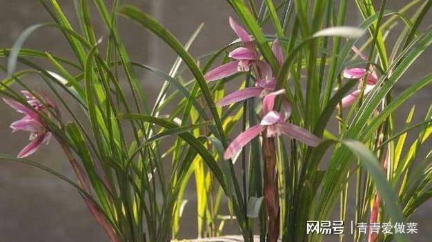 威客电竞出乎意料的“兰花”盆栽在家种植掌握这3点养出“极品”不难(图2)