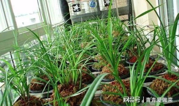 威客电竞出乎意料的“兰花”盆栽在家种植掌握这3点养出“极品”不难(图3)