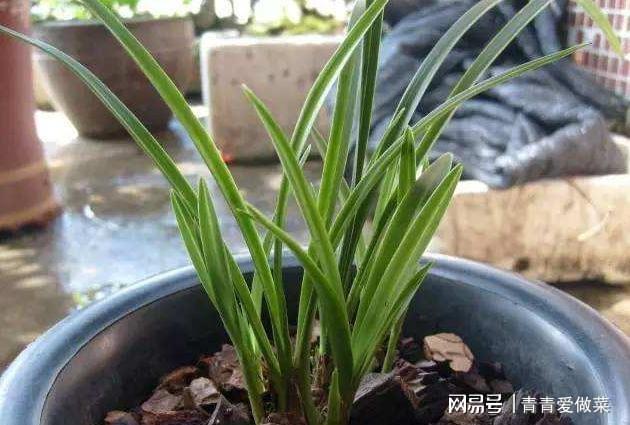 威客电竞出乎意料的“兰花”盆栽在家种植掌握这3点养出“极品”不难(图4)