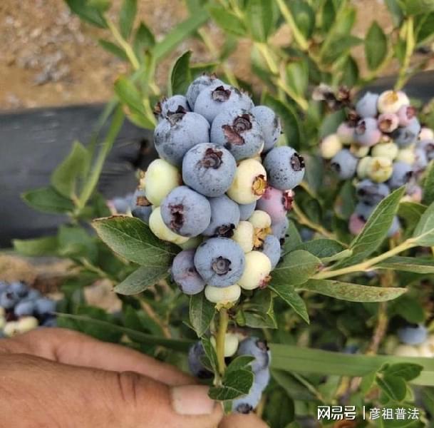 威客电竞家有露台种蓝莓？不是你想的那么好种盆栽蓝莓必须要授粉(图7)