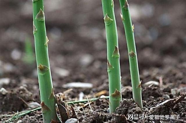 阳台闲置不如盆栽芦笋不仅养眼还能年年收获食材竹笋威客电竞(图1)