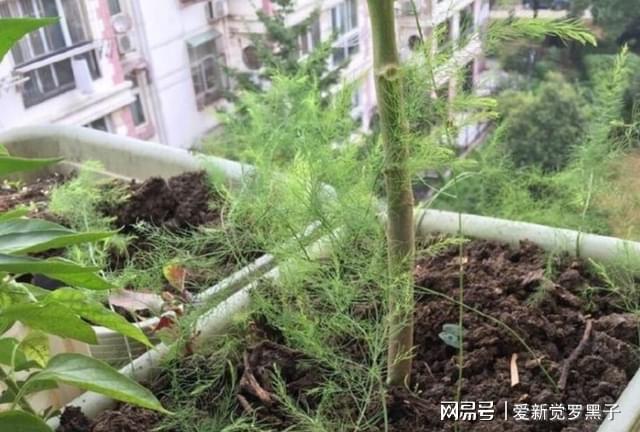 阳台闲置不如盆栽芦笋不仅养眼还能年年收获食材竹笋威客电竞(图3)