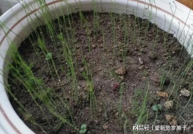 阳台闲置不如盆栽芦笋不仅养眼还能年年收获食材竹笋威客电竞(图2)