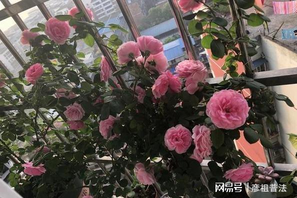 盆栽藤本月季花该威客电竞怎么延长花期、提高开花量？做到5点就够了(图7)