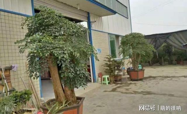 威客电竞在家盆栽植物就得学会浇水掌握正确方法方能养啥都爆盆(图2)