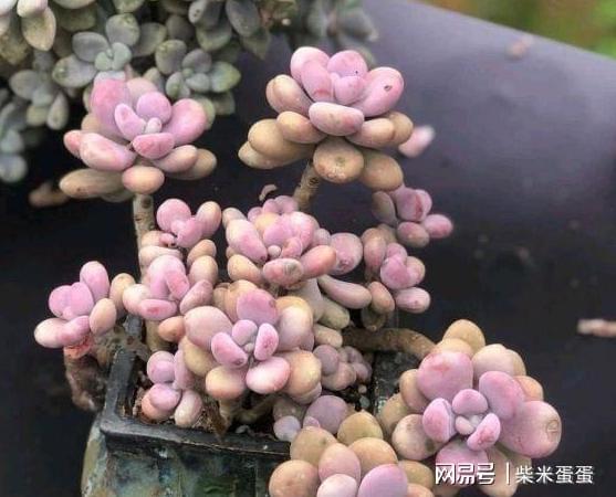 盆栽多肉不注意此4点徒长成大白菜网友：笑出猪叫声！威客电竞(图9)