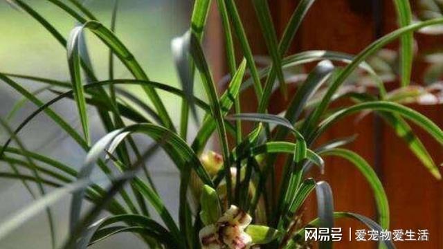 威客电竞盆栽兰花想要养好就得做到“粗中有细”高手常3步到位(图6)