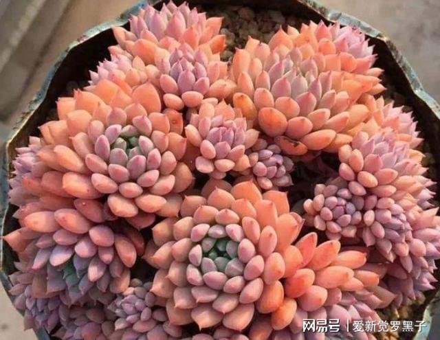 威客电竞新手在家盆栽多肉植物记住3点要求做到位个个爆满盆(图5)