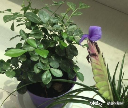 威客电竞在北方室内盆栽绿植如何避免干尖黄叶？学会5点小技巧就够了(图6)