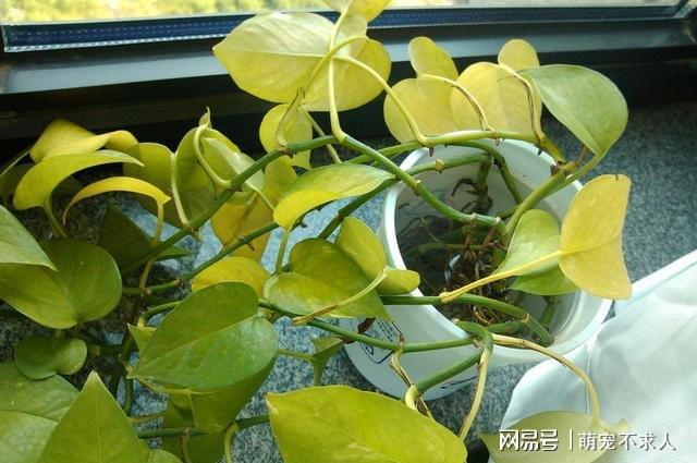 威客电竞引发盆栽花草黄叶的4个因素你知道几个？(图1)