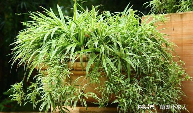 威客电竞引发盆栽花草黄叶的4个因素你知道几个？(图2)