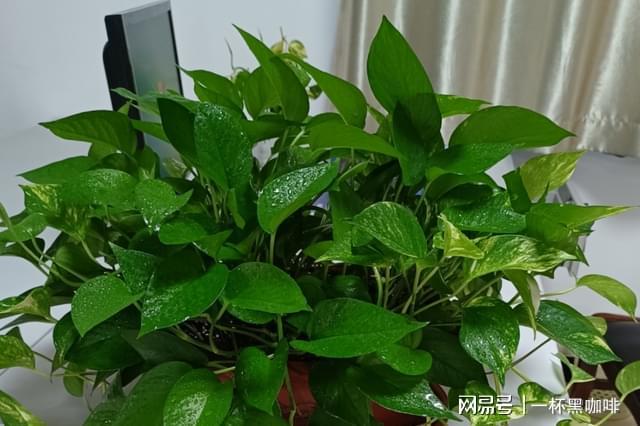 威客电竞霜降前后室内盆栽花草植物该做好哪些方面的准备？(图1)