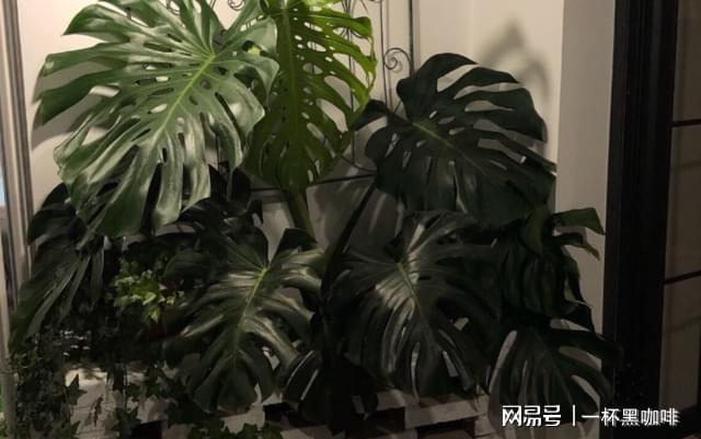 威客电竞霜降前后室内盆栽花草植物该做好哪些方面的准备？(图7)