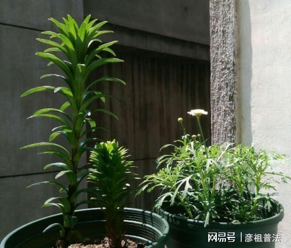 威客电竞盆栽选对品种是关键不要买4种植物养护妥当花谢后难再开(图3)