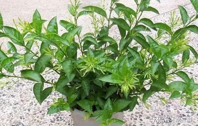 这5种植物开花虽美却不能盆栽在威客电竞室内对身体有害(图5)