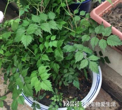 如何盆栽管理凌霄花？日常做足3点要威客电竞求轻松打造出美丽花墙(图3)