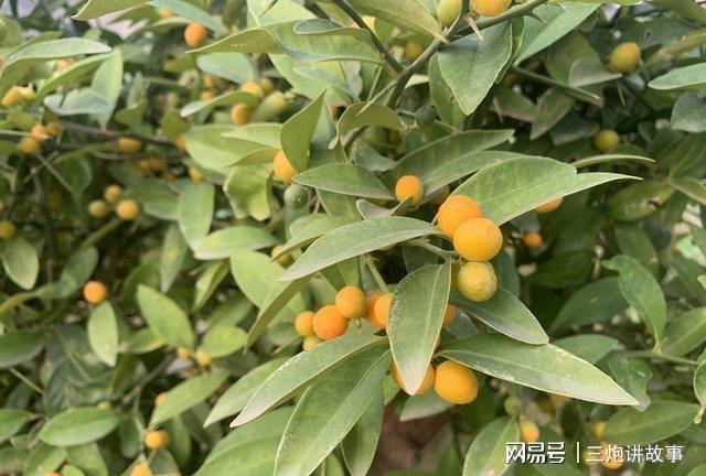 威客电竞绿叶植物占满了园林到处都是绿油油的很有生机(图2)