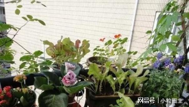 盆栽迟迟不开花怎么办？掌握3点基础养护叶绿根壮开花绚烂威客电竞(图6)