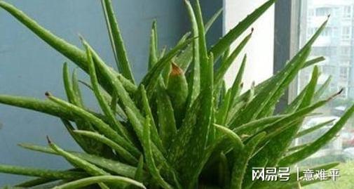 这6款花好看又好养随意选一种在家盆栽对健康好处贼威客电竞多(图1)