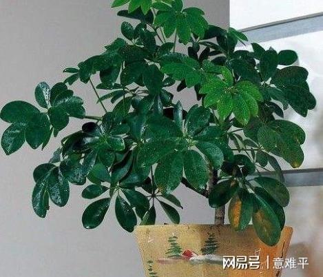 这6款花好看又好养随意选一种在家盆栽对健康好处贼威客电竞多(图3)