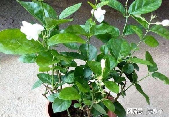 这6款花好看又好养随意选一种在家盆栽对健康好处贼威客电竞多(图5)