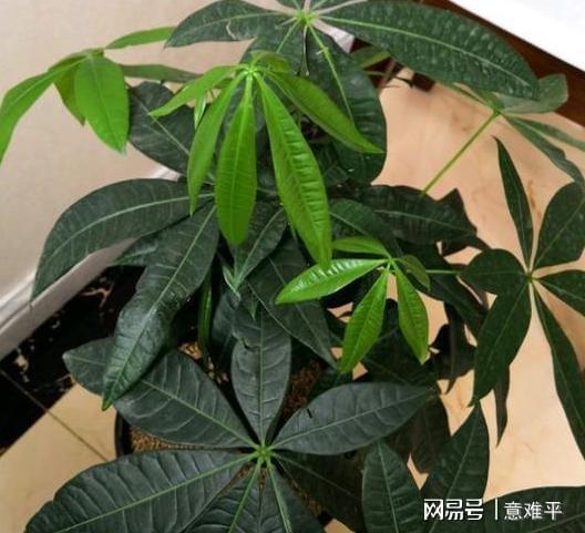 这6款花好看又好养随意选一种在家盆栽对健康好处贼威客电竞多(图4)