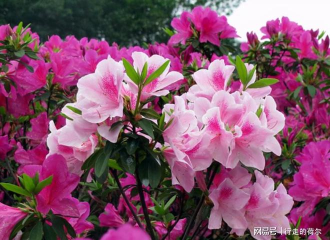 威客电竞一款适合家庭盆栽的花卉比菊花好看成片栽种则如“映山红”(图3)