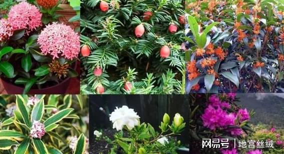 盆威客电竞栽花草植物：领略这5个速成捷径人人都能变身园艺大家(图1)