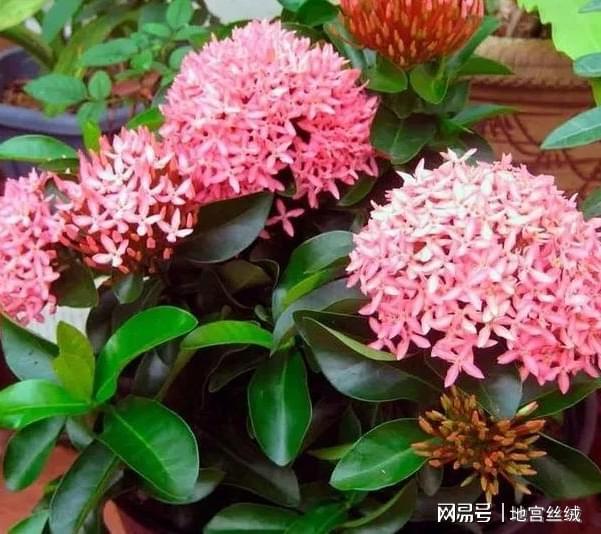 盆威客电竞栽花草植物：领略这5个速成捷径人人都能变身园艺大家(图2)